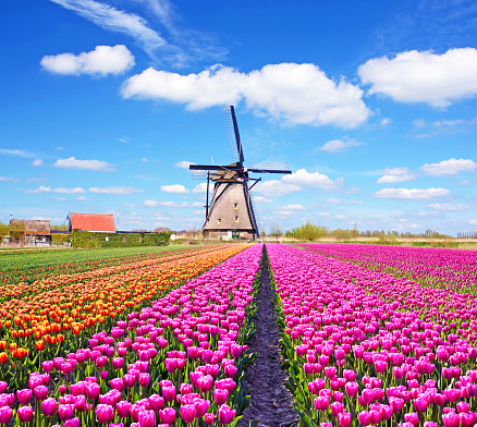 Un paisaje mágico de tulipanes y molinos de viento en los Países Bajos. (Relajación, meditación, antiestrés - concepto) photo