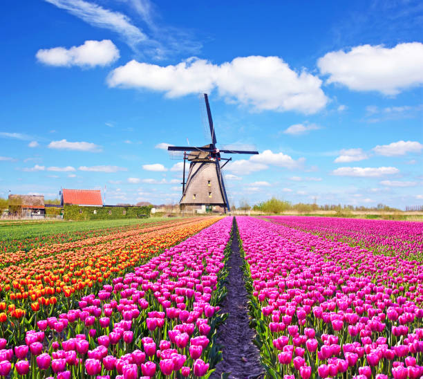 A magical landscape of tulips and windmills in the Netherlands. (Relaxation, meditation, anti-stress - concept) A magical landscape of tulips and windmills in the Netherlands. (Relaxation, meditation, anti-stress - concept) keukenhof gardens stock pictures, royalty-free photos & images