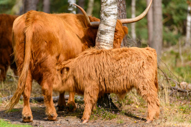 istock Scottish Highland cattle in a nature reserve 1391005249