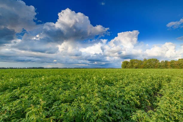 istock Potato field under a sky with impressive clouds after a summer thunderstorm 1391005354
