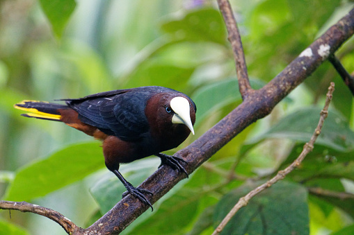 an Oropendola rests on a tree branch in northern Colombia