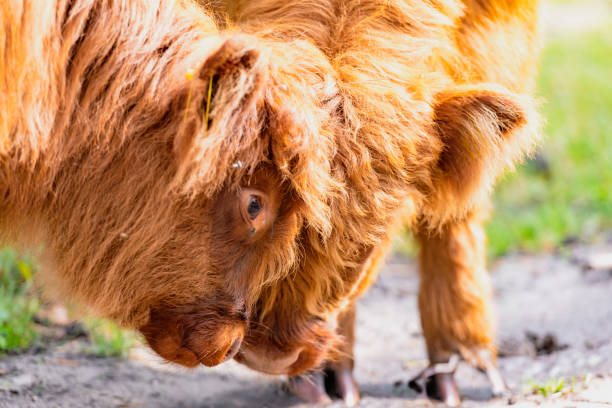 Close up of a cows mouth,narrow depth of field with focus on mouth and nose