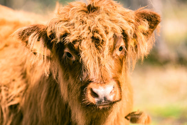 istock Scottish Highland cattle calf in a nature reserve 1391005495
