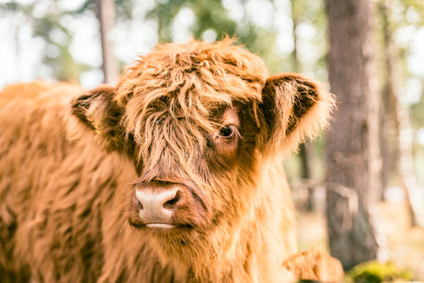 istock Scottish Highland cattle calf in a nature reserve 1391005566