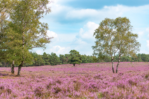 Blooming Heather plants in Heathland landscape during summer in the Veluwe nature reserve in Gelderland.