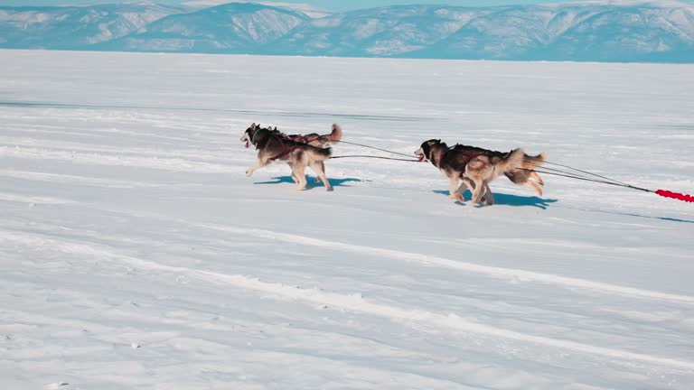 Huskies in a sled run on a snow-covered lake