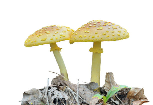 유독 한 버섯 플라이 아갈릭 (아마니타 플라비페스) - 알광대버섯 뉴스 사진 이미지