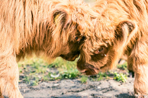 Scottish Highland cattle calf in the Veluwe nature reserve in Gelderland during a beautiful summer day.