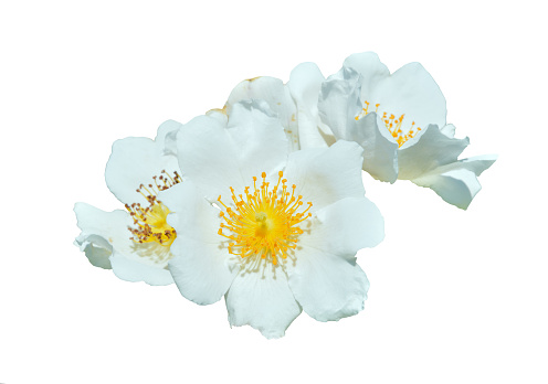 A close up of the flowers of white brier (Rosa maximowicziana). Isolated on white.