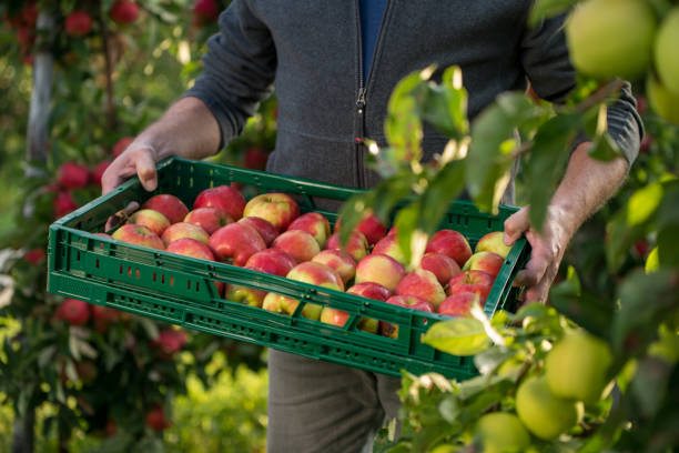 Male carrying a tray with freshly picked apples