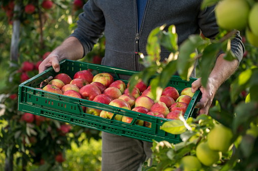 Male carrying a tray with freshly picked apples. High quality photo