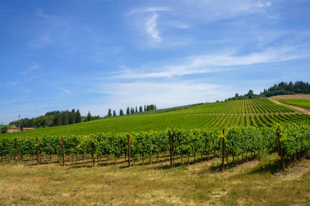 istock Vineyards of Chianti at summer 1391009095