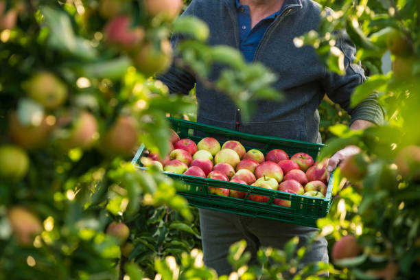 istock Male carrying a tray with freshly picked apples 1391009120