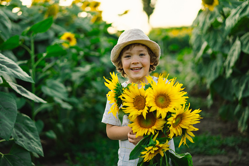 Happy little boy walking in field of sunflowers. Child playing with big flower and having fun. Kid exploring nature. Baby having fun. Summer activity for inquisitive children.