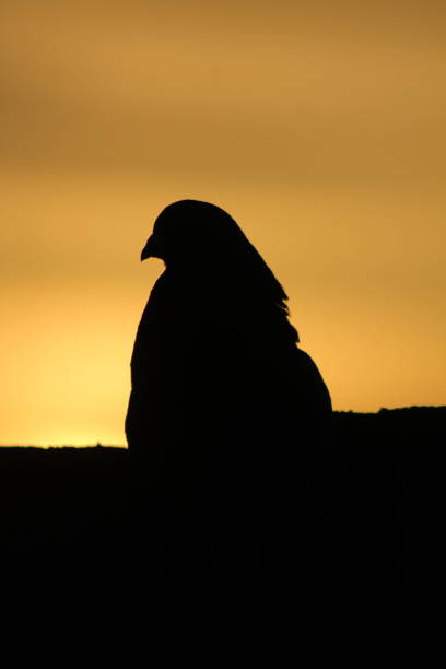 istock Dove and its golden background 1391010526