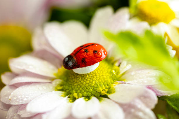 istock Decotative ladybug sits on a daisy with dew drops close-up. Flowers. 1391011013