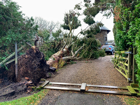 A fallen Eucalyptus tree and destruction to land outside a house in Northumberland, England. The destruction has been caused by Storm Arwen. The picture has been taken for home insurance claims.