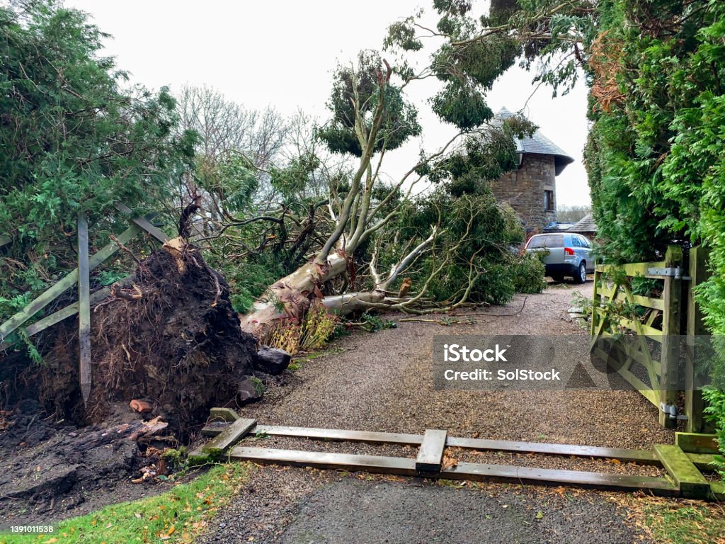 Devastation Cause by Storm Arwen A fallen Eucalyptus tree and destruction to land outside a house in Northumberland, England. The destruction has been caused by Storm Arwen. The picture has been taken for home insurance claims. Damaged Stock Photo
