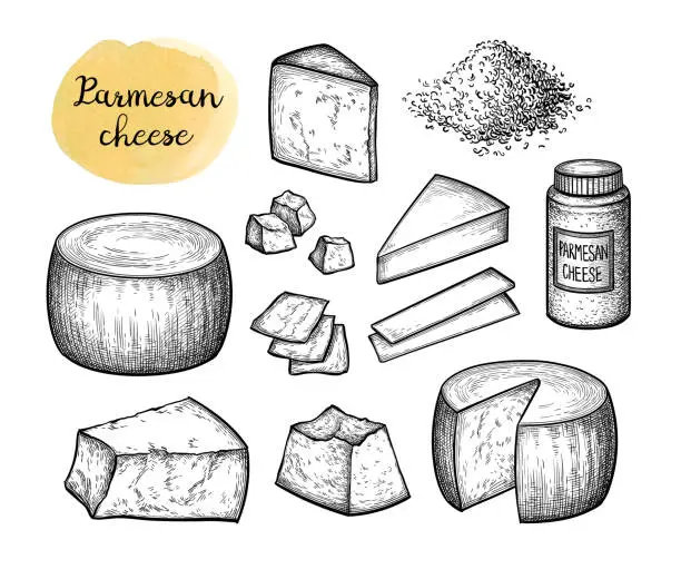 Vector illustration of Parmesan cheese ink sketch.