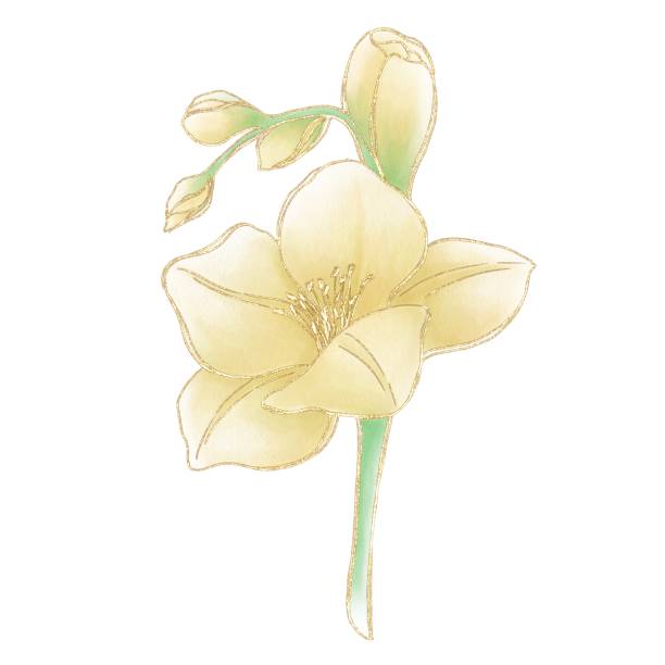 illustrations, cliparts, dessins animés et icônes de illustration d’une brindille avec des fleurs de glaïeul jaunes sur fond blanc avec un contour doré - gladiolus flower beauty in nature white background