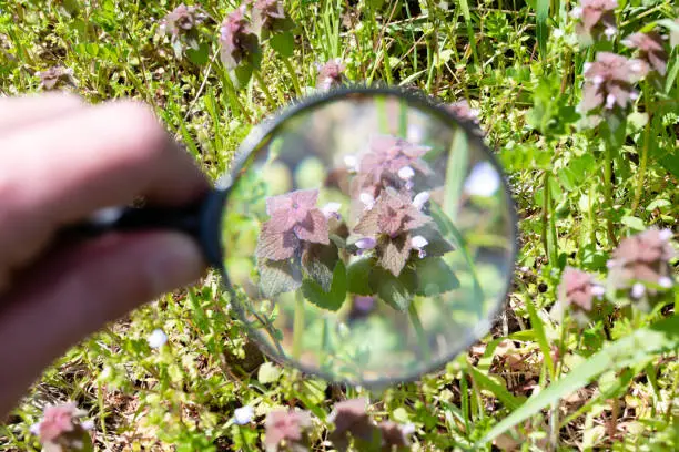 Photo of See the henbit with a magnifying glass