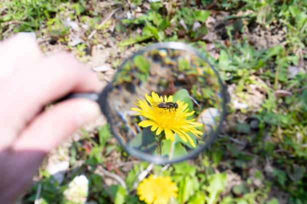 istock See the bees on the dandelions with a magnifying glass 1391015090