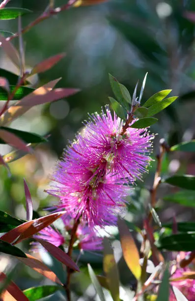 Close up of vibrant pink flowers of the Australian native Bottlebrush Callistemon Violaceus cultivar, family Myrtaceae. Hybrid of citrinus x pallidus