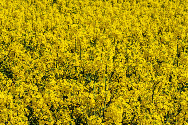 istock yellow plants on canola field 1391015386