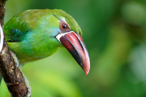 a Toucanet searches food near Cali, Colombia