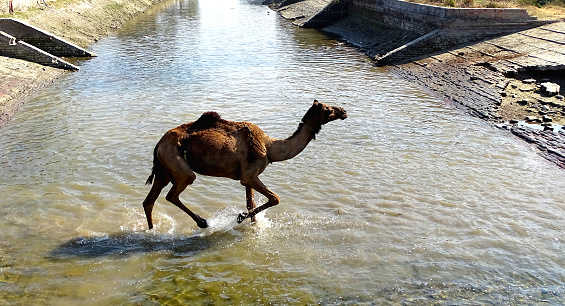 Camel crossing river during summer season.