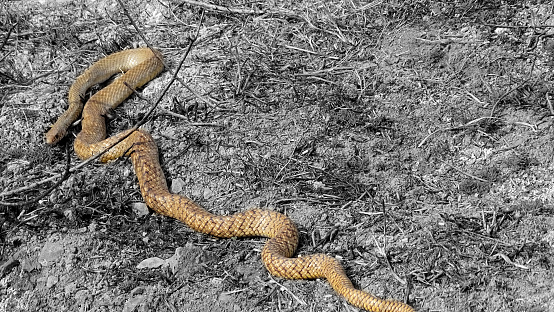 Wild scarlet kingsnake or scarlet milk snake - Lampropeltis elapsoides - Isolated on white background view from above dorsal angle