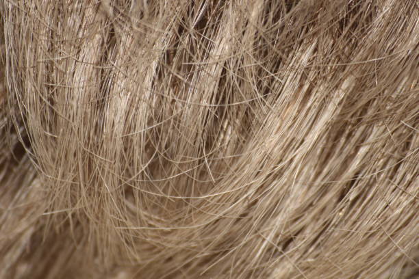 istock Blond human hair close up texture 1391018135