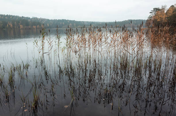 Still lake with coastal reed, natural background photo. Autumn landscape