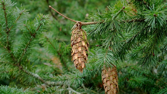 Green Douglas fir branch with cones close up. Conifer tree. Pseudotsuga menziesii