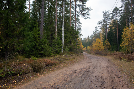 istock Dirty rural road goes through mixed forest 1391019973