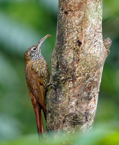 Montane Woodcreeper a Woodcreeper feeds near Cali, Colombia woodcreeper stock pictures, royalty-free photos & images