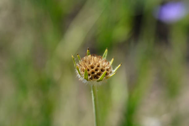 Caucasian pincushion seed head - Latin name - Scabiosa caucasica