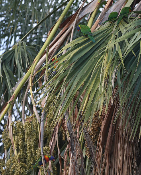 istock The Rainbow Lorikeet Bird 1391021811