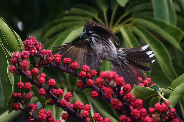istock The New Holland Honeyeater 1391022730