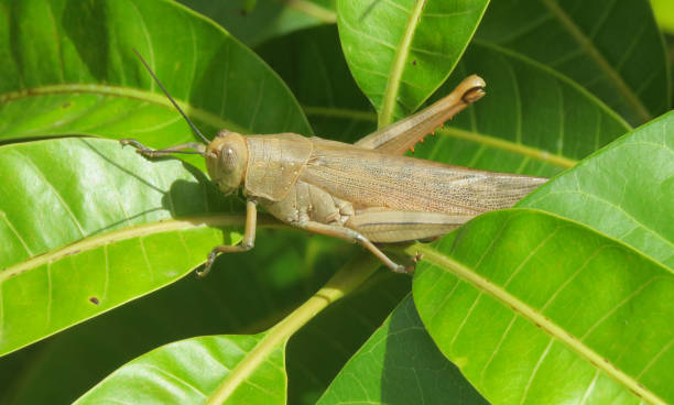 거대한 메뚜기 - giant grasshopper 뉴스 사진 이미지