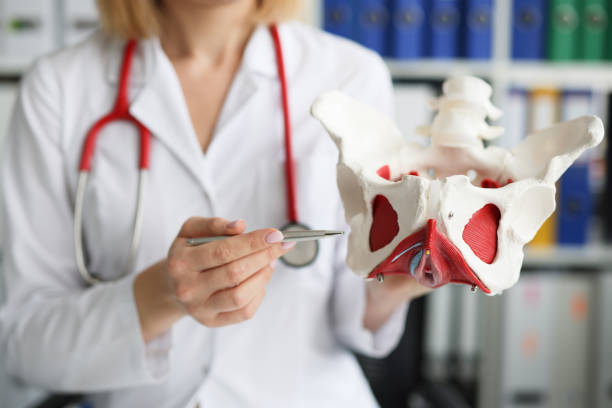 gynäkologe arzt hält modell von knochen des beckenbodens - pelvic bone stock-fotos und bilder