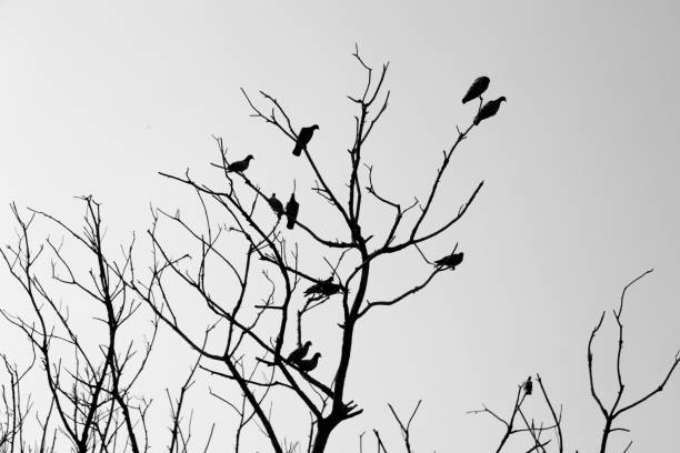 Birds silhouette sitting on tree stock photo