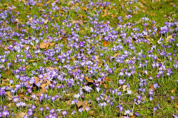 Purple saffron crocus growing in the grass, also called crocus vernus or Krokus, floral background