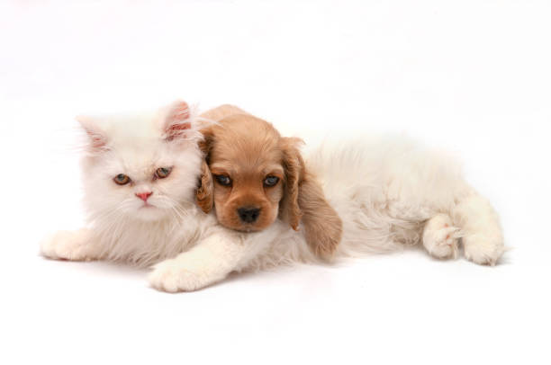 kitten puppy
