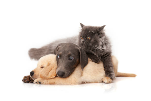 group of cute dogs and cat sitting together isolated on white background - pets curiosity cute three animals imagens e fotografias de stock