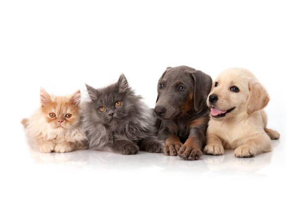 Group of cute dogs and cats sitting together isolated on white background stock photo