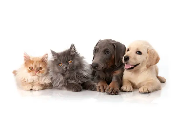 Photo of Group of cute dogs and cats sitting together isolated on white background