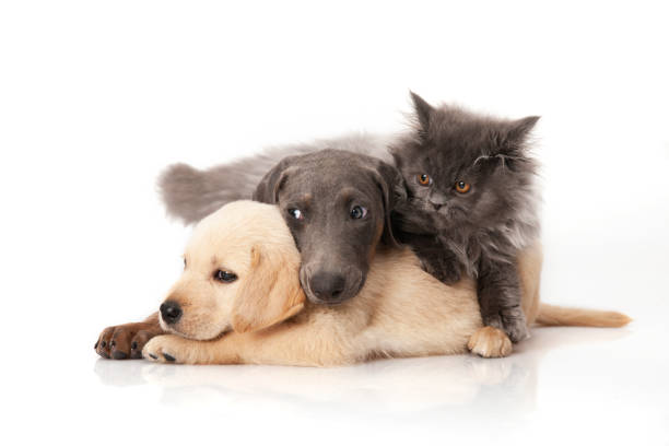 Group of cute dogs and cat sitting together isolated on white background stock photo