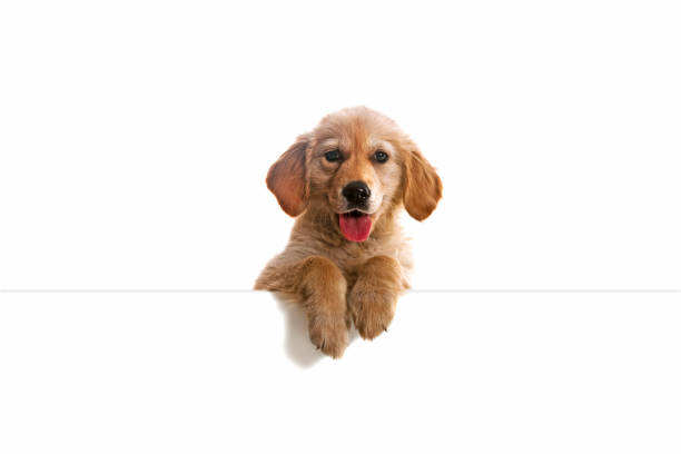 istock Golden retriever head with paws over blank white sign placard. 1391024058