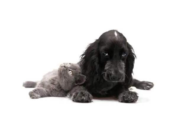 Photo of Sad Black Cocker Spaniel puppy and gray British Shorthair Cat sitting white background